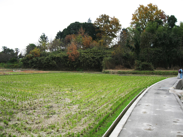 夕倉遺跡調査前（北西から）