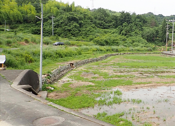 調査地点西側の石垣