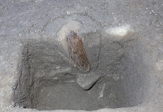 3区南　柵列に残っていた杭