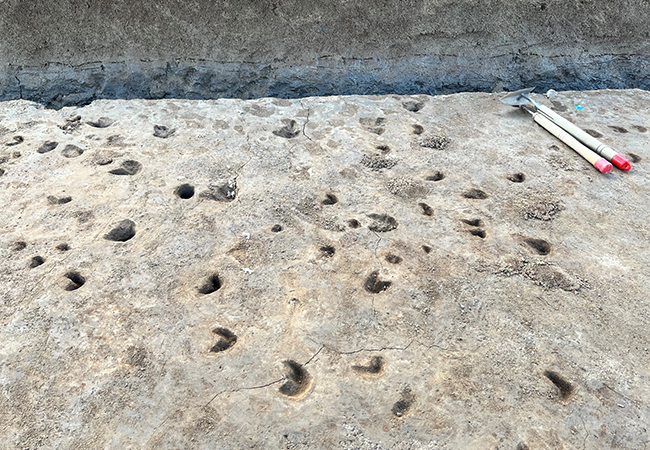 2区北　馬とおもわれる足跡（南から）